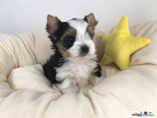 detailní fotografie