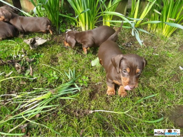 detailní fotografie