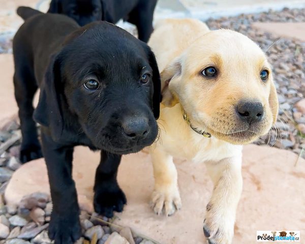 detailní fotografie