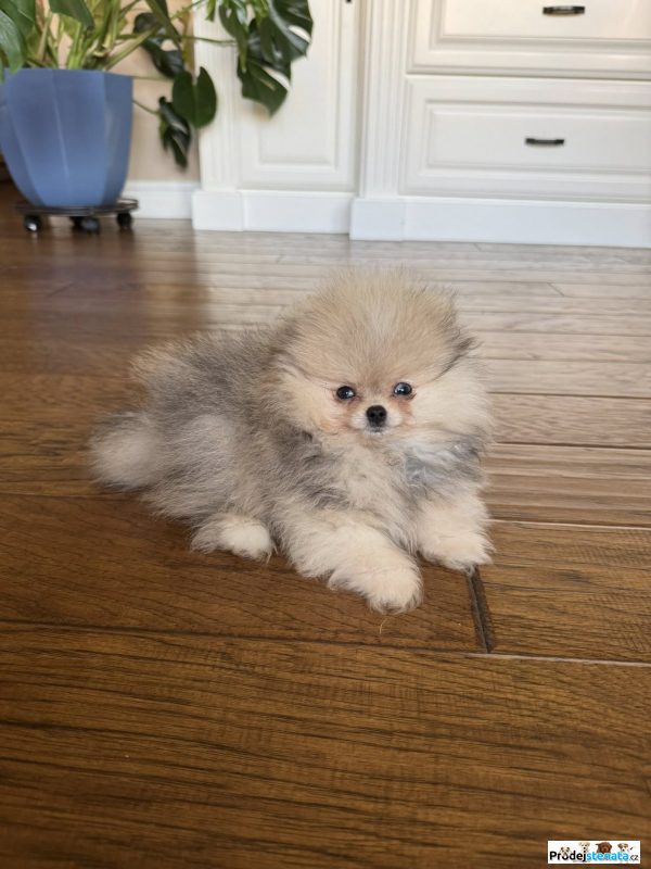 detailní fotografie