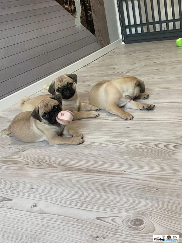 detailní fotografie