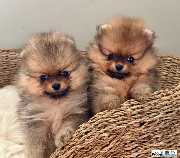 detailní fotografie