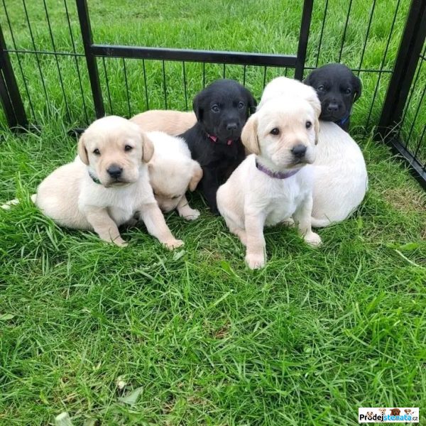 detailní fotografie