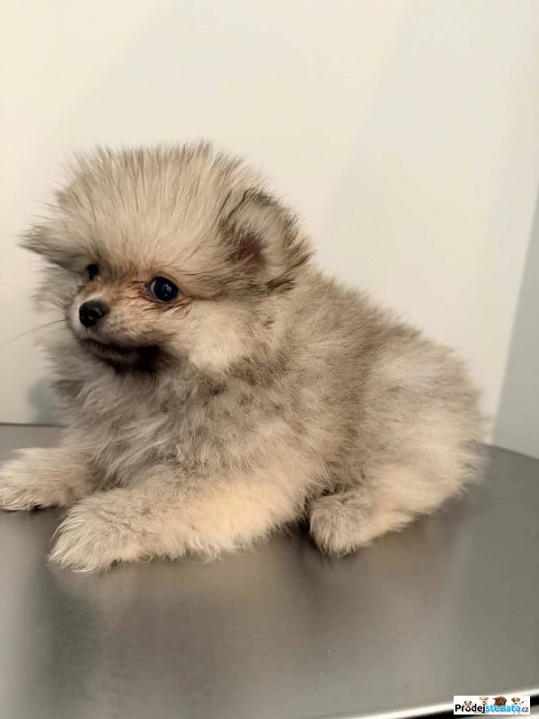 detailní fotografie