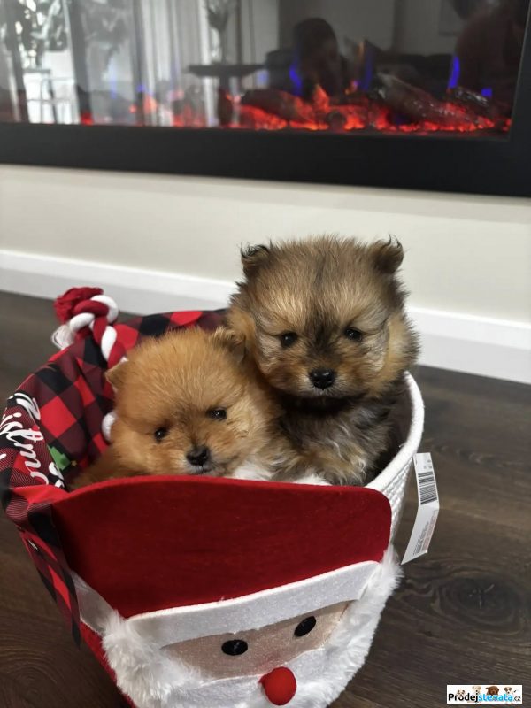 detailní fotografie