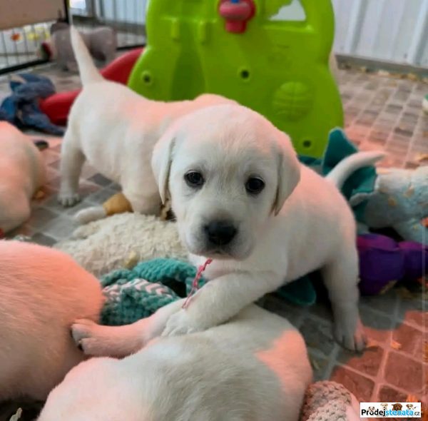 detailní fotografie