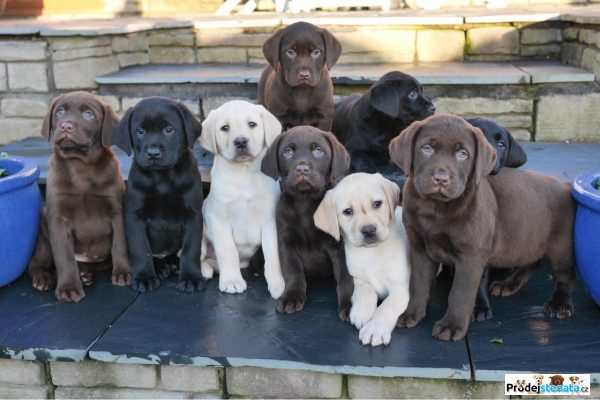 detailní fotografie