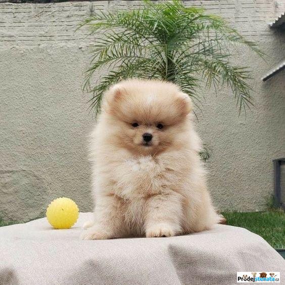 detailní fotografie