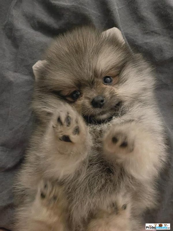 detailní fotografie