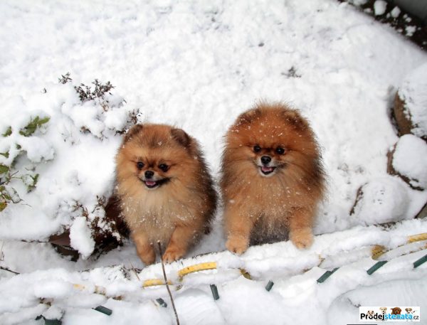 detailní fotografie