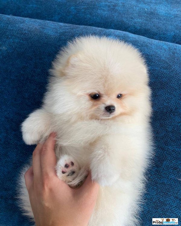 detailní fotografie