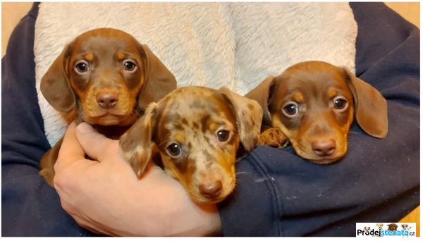 detailní fotografie