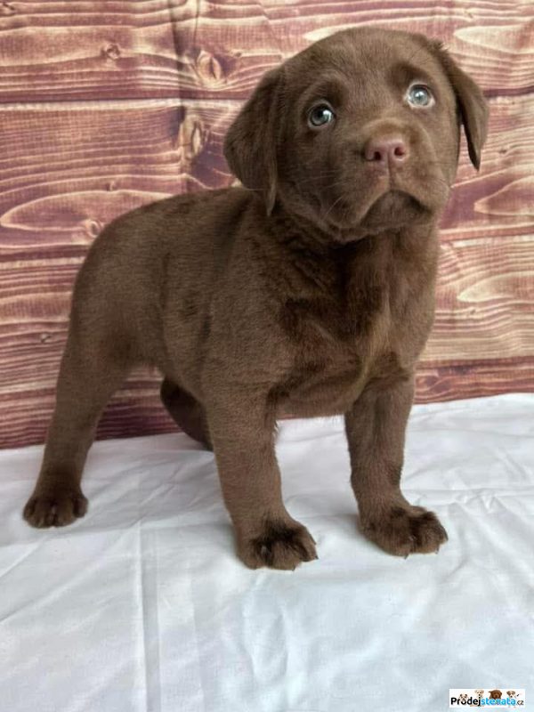 detailní fotografie