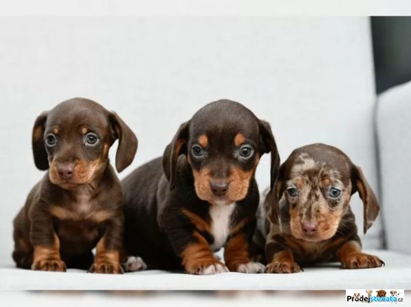 detailní fotografie