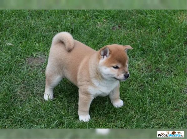 detailní fotografie