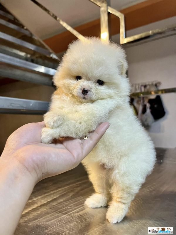 detailní fotografie