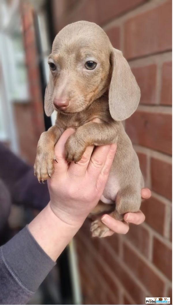 detailní fotografie