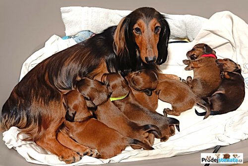 detailní fotografie