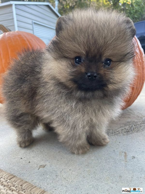 detailní fotografie