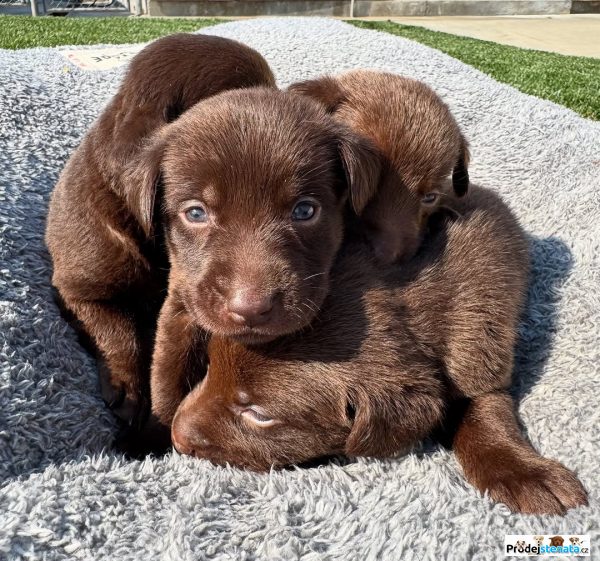 detailní fotografie