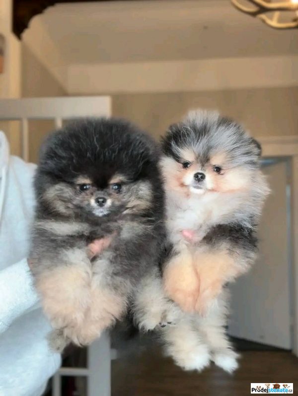 detailní fotografie