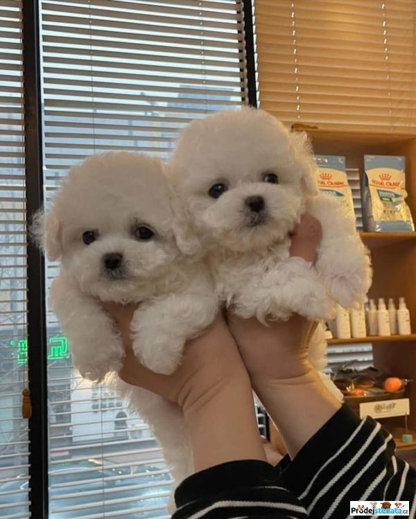 detailní fotografie