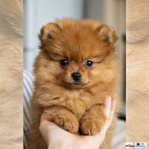 detailní fotografie