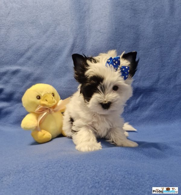 detailní fotografie