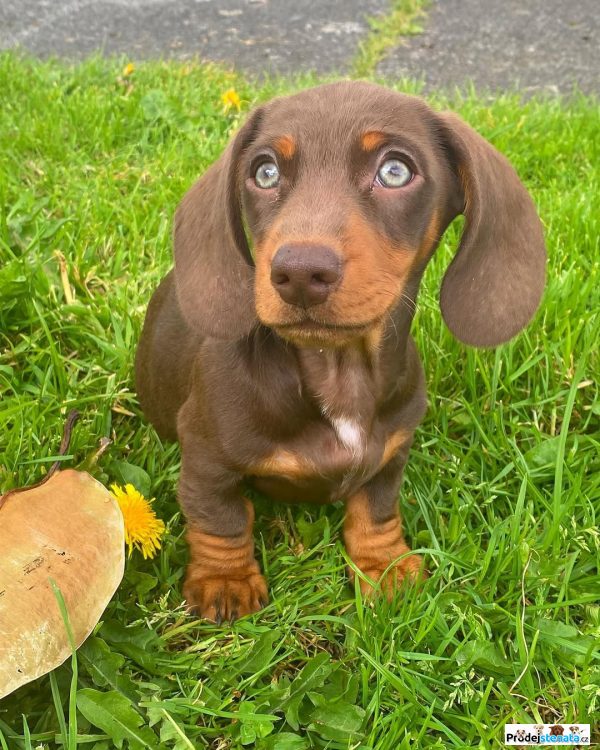 detailní fotografie