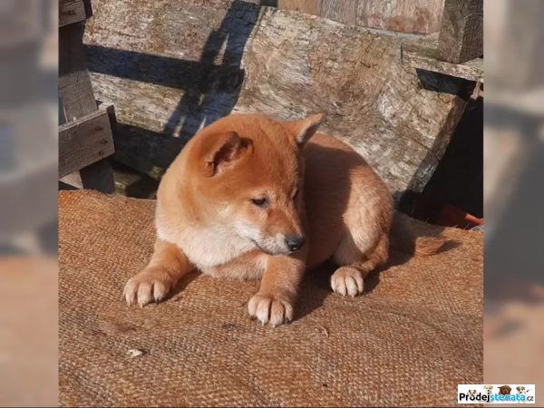 detailní fotografie