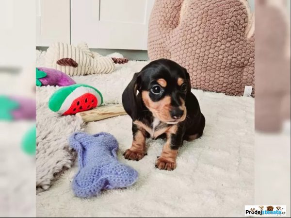 detailní fotografie