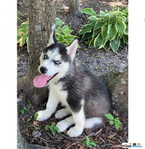 detailní fotografie