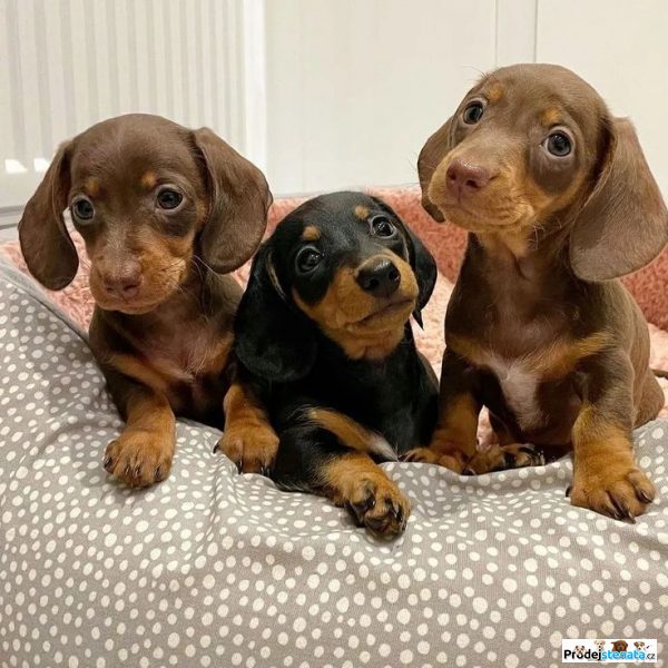 detailní fotografie