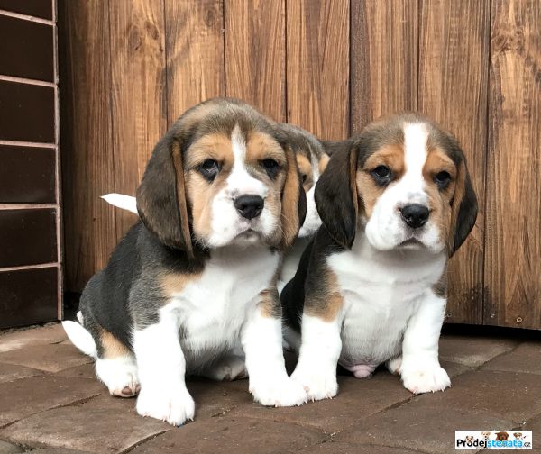 detailní fotografie