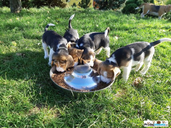 detailní fotografie