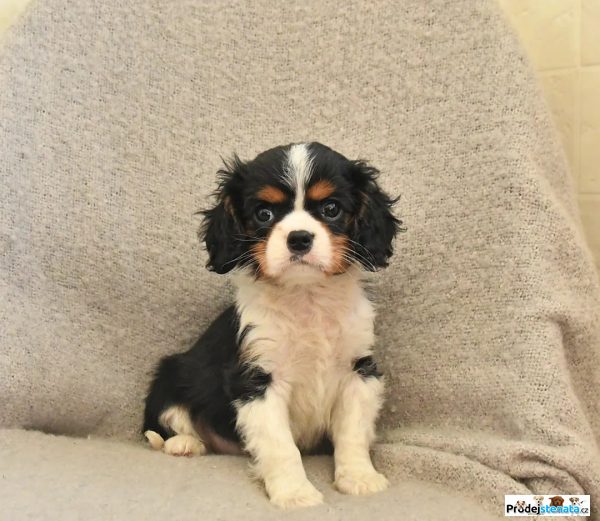 detailní fotografie