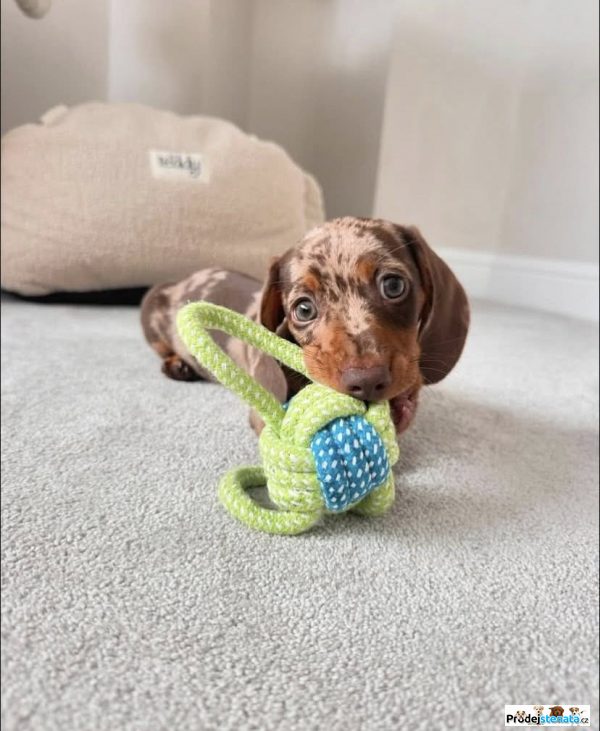 detailní fotografie