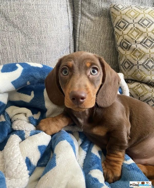 detailní fotografie