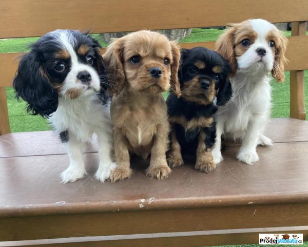 detailní fotografie