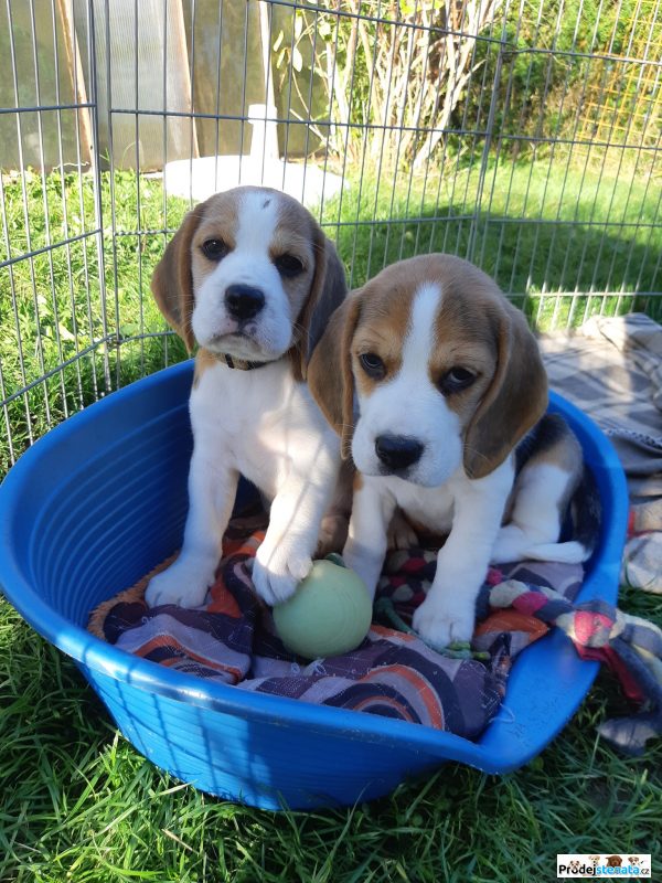 detailní fotografie