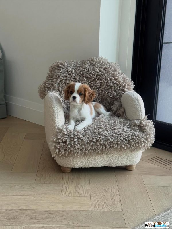 detailní fotografie