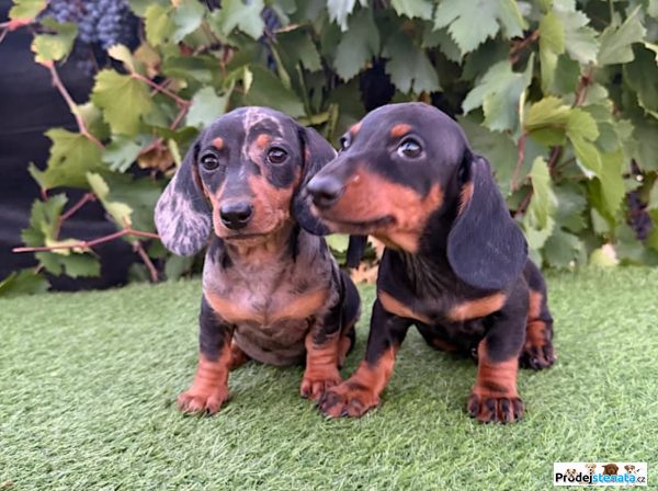 detailní fotografie