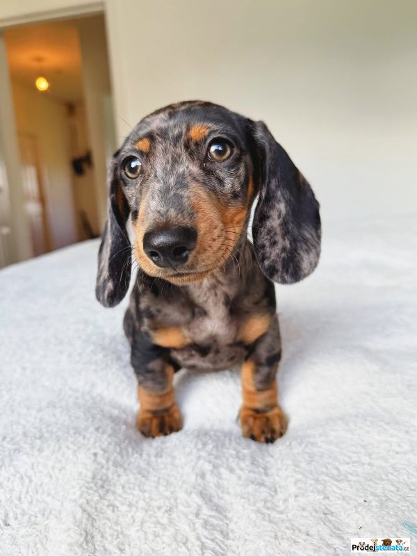 detailní fotografie