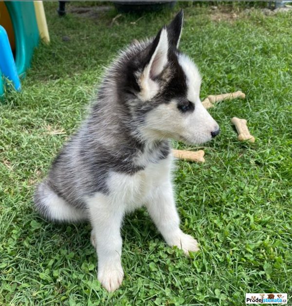 detailní fotografie