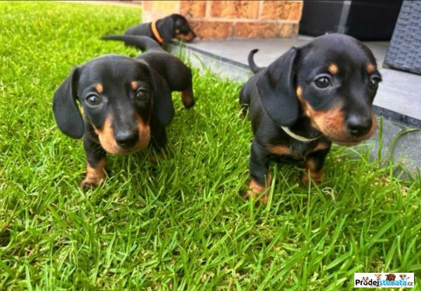 detailní fotografie