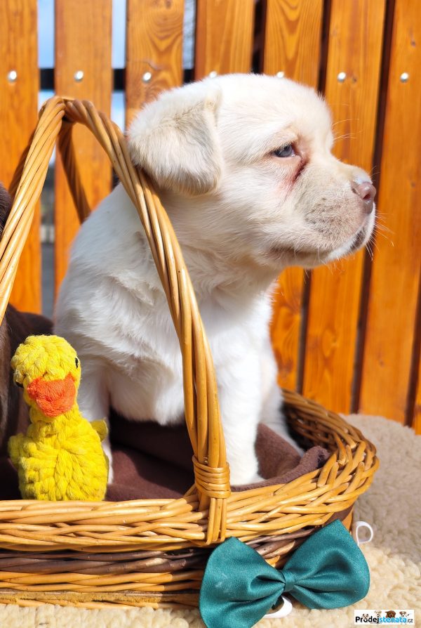 detailní fotografie