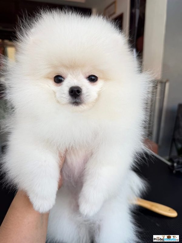 detailní fotografie