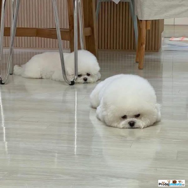 detailní fotografie