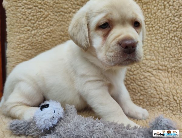 detailní fotografie