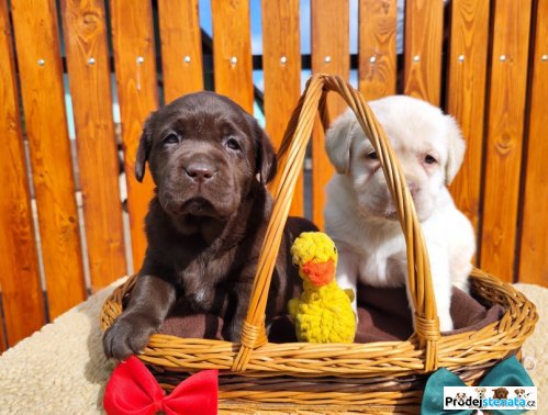 detailní fotografie